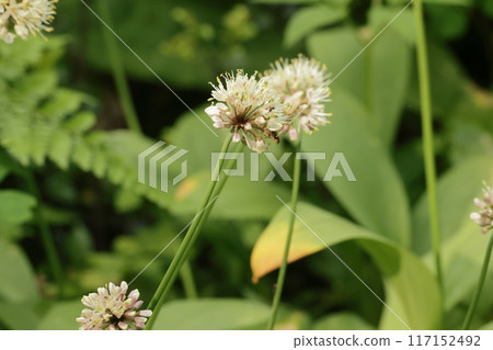 行子蒜花,營養豐富的野菜 行子蒜花,營養豐富的野菜 117152492