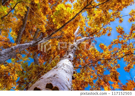 [紅葉素材] 志賀高原的紅葉樹[長野縣] 117152503