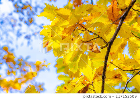 [Autumn leaves material] Autumn leaves trees in Shiga Kogen [Nagano Prefecture] 117152509