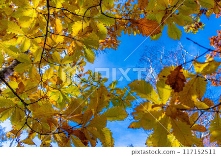 [紅葉素材] 志賀高原的紅葉樹[長野縣] 117152511