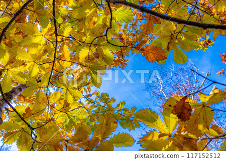 [紅葉素材] 志賀高原的紅葉樹[長野縣] 117152512