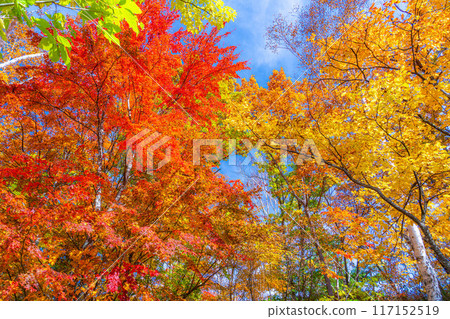 [Autumn leaves material] Autumn leaves trees in Shiga Kogen [Nagano Prefecture] 117152519