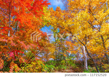 [Autumn leaves material] Autumn leaves trees in Shiga Kogen [Nagano Prefecture] 117152520
