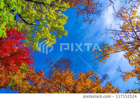 [紅葉素材] 志賀高原的紅葉樹[長野縣] 117152524