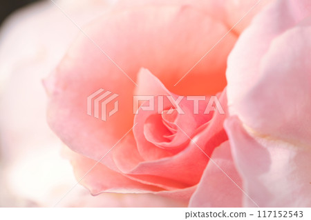 美麗的粉紅玫瑰花瓣 美麗的粉紅玫瑰花瓣 117152543