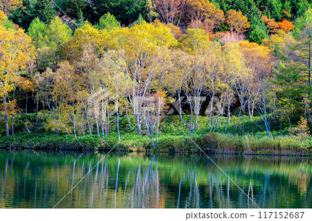 [Autumn leaves material] Autumn leaves of Shiga Highlands and Kido Pond in autumn [Nagano Prefecture] 117152687