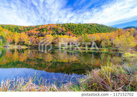 [Autumn leaves material] Autumn leaves of Shiga Highlands and Kido Pond in autumn [Nagano Prefecture] 117152702