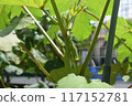 Okra fruit 117152781