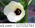 Okra's Flower 117152783