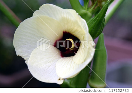 Okra's Flower 117152783