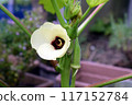 Okra's Flower 117152784