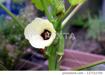 Okra's Flower Okra's Flower 117152784
