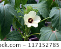 Okra's Flower 117152785