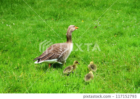 位於英國首都倫敦西南部邱園的世界遺產邱園皇家植物園裡的鵝父母和雛鵝。 117152793