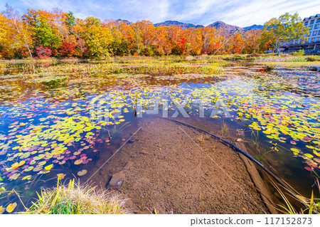 [Autumn leaves material] Autumn leaves of Shiga Highlands and Lotus Pond [Nagano Prefecture] 117152873