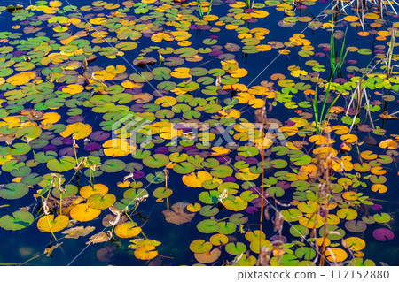 [紅葉素材] 滋賀高原和荷花池的紅葉[長野縣] 117152880