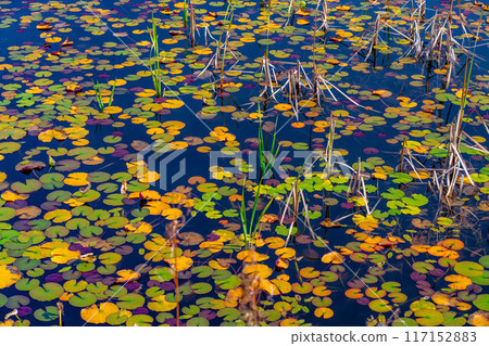 [紅葉素材] 滋賀高原和荷花池的紅葉[長野縣] 117152883