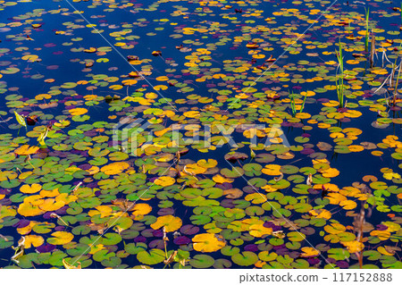[紅葉素材] 滋賀高原和荷花池的紅葉[長野縣] 117152888