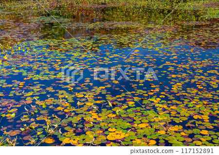 [Autumn leaves material] Autumn leaves of Shiga Highlands and Lotus Pond [Nagano Prefecture] 117152891