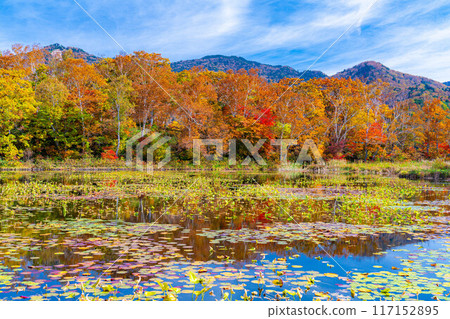 [紅葉素材] 滋賀高原和荷花池的紅葉[長野縣] 117152895