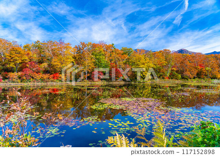[Autumn leaves material] Autumn leaves of Shiga Highlands and Lotus Pond [Nagano Prefecture] 117152898