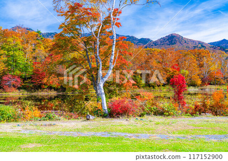 [紅葉素材] 滋賀高原和荷花池的紅葉[長野縣] 117152900