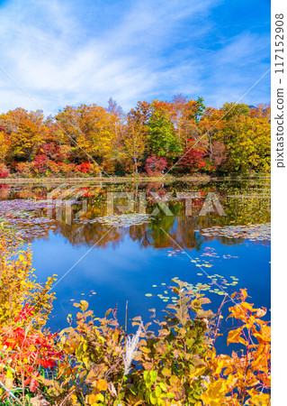 [紅葉素材] 滋賀高原和荷花池的紅葉[長野縣] 117152908