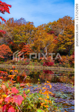 [紅葉素材] 滋賀高原和荷花池的紅葉[長野縣] 117152909