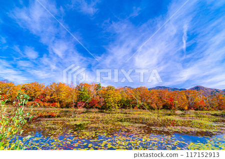 [Autumn leaves material] Autumn leaves of Shiga Highlands and Lotus Pond [Nagano Prefecture] 117152913