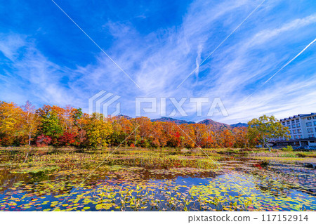 [紅葉素材] 滋賀高原和荷花池的紅葉[長野縣] 117152914
