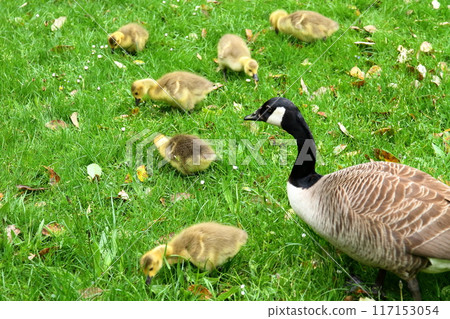 Canada geese parents and chicks at Kew Gardens, a World Heritage site in southwest London, the capital of the United Kingdom. Canada geese parents and chicks at Kew Gardens, a World Heritage site in southwest London, the capital of the United Kingdom. 117153054