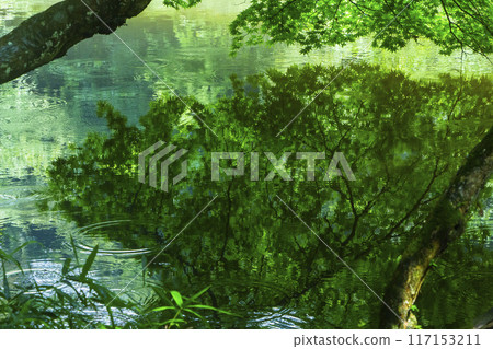 Scenery of rain-soaked maple trees and a pond at Ochitani Park in Tottori Prefecture Scenery of rain-soaked maple trees and a pond at Ochitani Park in Tottori Prefecture 117153211