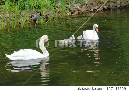 英國首都倫敦西南部邱園的世界遺產皇家植物園邱園裡的疣鼻天鵝父母和雛鳥 英國首都倫敦西南部邱園的世界遺產皇家植物園邱園裡的疣鼻天鵝父母和雛鳥 117153239