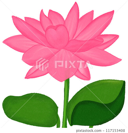 Pink lotus 117153408