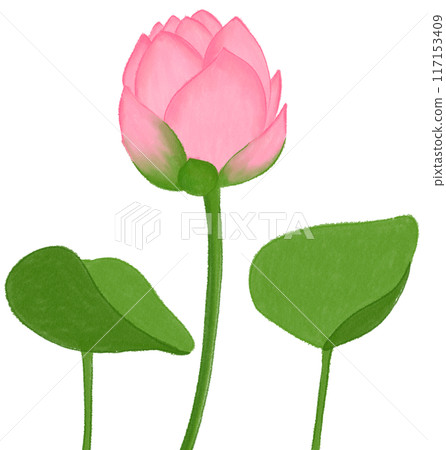 Pink lotus 117153409