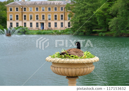 Canada geese and pond at Kew Gardens, a World Heritage site in southwest London, the capital of the United Kingdom 117153632