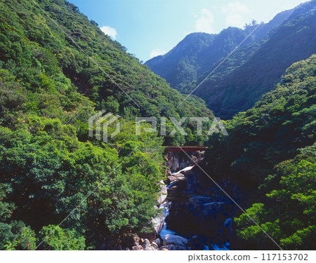 「世界自然遺產」屋久島、扇切川以及左岸野生的屋久種湖森林（環境省滅絕紅色名錄） 117153702