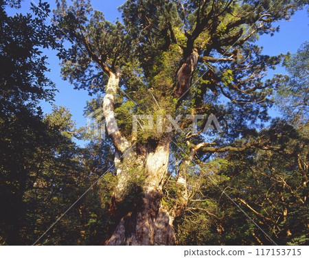 “世界自然遺產”屋久島繩文杉沐浴在朝陽下/透過古樹的陽光“國家指定特別天然紀念物” “世界自然遺產”屋久島繩文杉沐浴在朝陽下/透過古樹的陽光“國家指定特別天然紀念物” 117153715