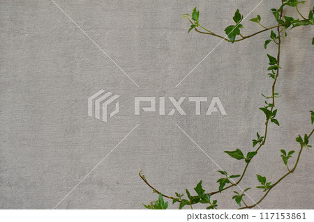 Vine and wall Vine and wall 117153861
