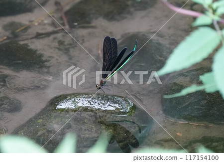 Hagorotorbo Hagorotorbo 117154100