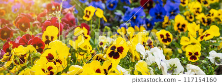 Blooming colorful bright vivid flowers pansies on flower bed in spring Blooming colorful bright vivid flowers pansies on flower bed in spring 117154160
