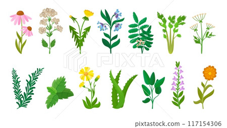 Medical herbs. Cartoon calendula chamomile aloe and mint leaf. Parsley and thyme plants, green nature healing elements neoteric vector set 117154306