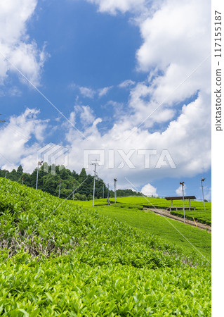 京都市宇治田原町、小山園茶園、茶園散步道 京都市宇治田原町、小山園茶園、茶園散步道 117155187