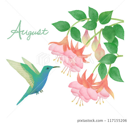 August Birds and Flowers - Hummingbirds and Fuchsia 117155206