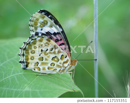 棲息在葉子上的貝母♀ 棲息在葉子上的貝母♀ 117155351