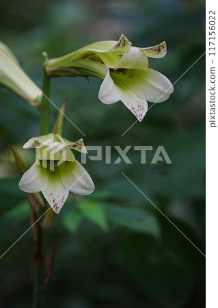 Ubayuri flowers blooming in a park in Tokyo Ubayuri flowers blooming in a park in Tokyo 117156022