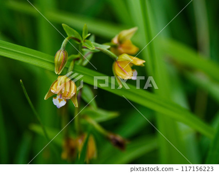陸地蘭花、蘭花柿蘭花的開花 陸地蘭花、蘭花柿蘭花的開花 117156223