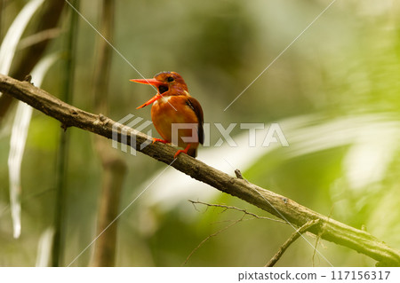 西里伯斯翠鳥 117156317