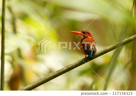Celebes kingfisher 117156325