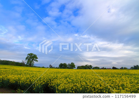 英國西米德蘭茲地區沃里克郡韋爾斯本的油菜田景觀 117156499